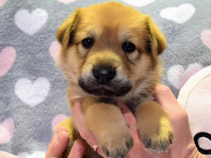 chinook puppy